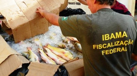 Quatro toneladas de peixe e barcos são apreendidos