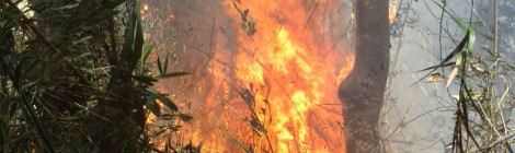 Incêndio no Parque Nacional da Serra dos Órgãos já atinge 575 hectares na região de Petrópolis (RJ)