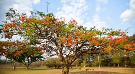 Primavera começa às 3h50 deste sábado