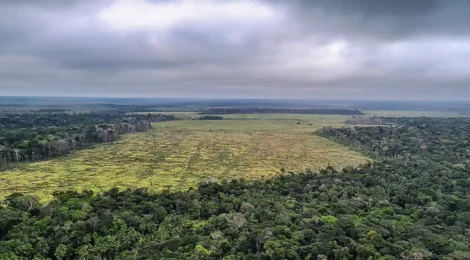 Estudo mostra que somente o fim do desmatamento pode zerar gases estufa no Brasil