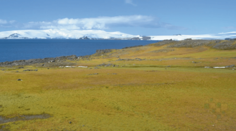 Antártida fica mais verde e cientistas alertam para colapso climático