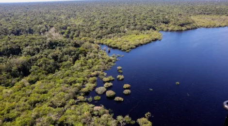 Petrobras e BNDES fazem parceria para restauração na Amazônia